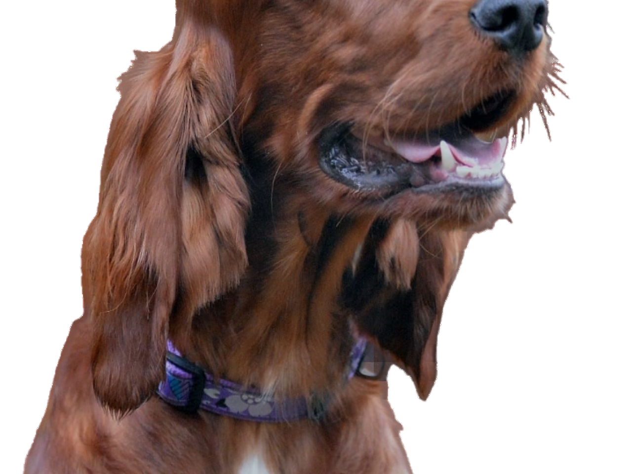 Irish Setter